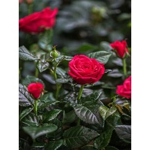 Videolu Özel Seri Gül Fidanı Kırmızı Renk 30 40 Cm 1 Adet Aşılı Gül Red Rose