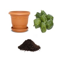 Antep Acı Dolmalık Biber Tohumu Ekim Seti