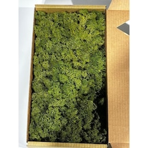 Reindermoss Şoklanmış Norveç Yosunu Terarium Yosunu Midium Green 5 Kg.