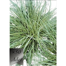 Alacalı Sarkık Carex Bitkisi x 50 ad