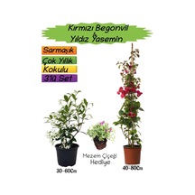 Kırmızı Renk Begonvil+kokulu Yıldız Yasemin+mezem Çiçeği 3'lü Peyzaj Seti