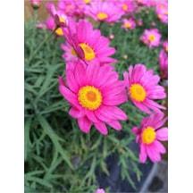 20 Adet Tohum Nadir Bulunan Pembe Papatya Çiçeği Tohumu Papatya Çiçek Saksı Toprak