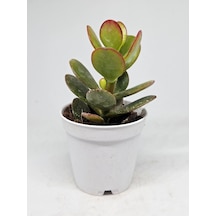 Crassula Ovata Sukulent-8691993070103