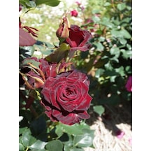 Videolu Yediveren Kokulu Bordo Renk 30 60 Cm 2 Adet Saksılı Aşılı Gül Burgundy Rose