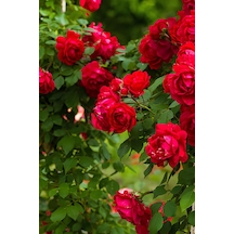 Videolu Kırmızı Sarmaşık Gül Fidanı 100-130 Cm Tüplü Dış Mekan Sarmaşık Red Climbing Rose Bush