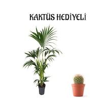Canlı Yapraklı Areka-areca Salon Palmiyesi Sevgililer Gününe Özel Kaktüs Hediyeli