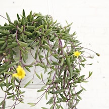 Yakut Kolyesi – Othonna capensis