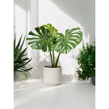 Deve Tabanı Monstera Dekoratif Saksıda 50-60 Cm