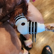 Brightnova Siyah Tavuk Veya Ördek Bütün But Ve Ayak Splinti