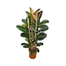 Videolu Kauçuk Bitkisi 1 Adet Saksılı 60-80 Cm Iç Mekan Salon Bitkisi Ficus Elastica