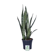 Peygamber Kılıcı Fidanı Paşa Kılıcı, Sansevieria 20-40 Cm