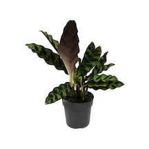 Calathea Lancifolia (Dua Çiçeği) Ø12 CM H25-30 CM
