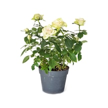 Videolu Yediveren Yoğun Kokulu Krem Beyaz Renkli 50 90 Cm 1 Adet Tüplü Aşılı Gül White Rose