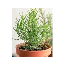 Saksılı 2 Adet Biberiye Fidanı 10-20 Cm