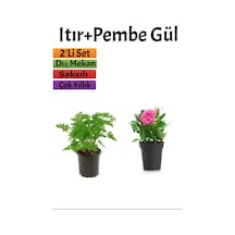 Yoğun Kokulu Itır + Pembe Gül Fidanı 10-15 Cm Saksılı Dış Mekan Bitkileri