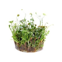 Marsilea Hirsuta In Vitro Canlı Bitki