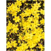 Videolu Çalı Sarı Yasemin Fidanı 1 Adet Saksılı/tüplü 40-60 Cm Jasminum Nudiflorum