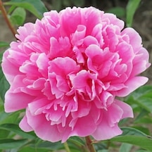 Koyu Pembe Peonies Şakayık Çiçeği Yumrusu 1 Adet