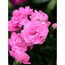 Videolu Muhteşem Kokulu 1 Adet Pembe Karanfil Çiçeği Fidanı 40-60cm Saksılı Carnation Flower