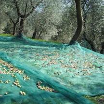 Zeytin Toplama Filesi