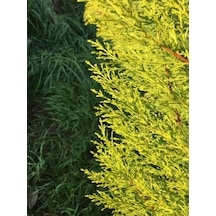 Limoni Servi Çam Fidanı Salon Çamı Boyu 35-40 Cm Limon Kokulu