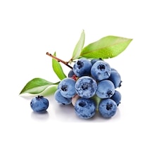 Yaban Mersini Tohumu Blueberry Tohumu Yetiştirme Kiti