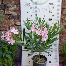 Zakkum Çiçeği Nerium Oleander - Renkli Ve Dayanıklı Çiçekli Bitki