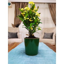 Dev Dikenler Tacı Çiçekçiği Milli Çiçeği Euphorbia Milli