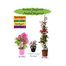 Kırmızı Renk Begonvil+pembe Begonvil+telgraf Çiçeği Hediyeli 3'lü Peyzaj Seti