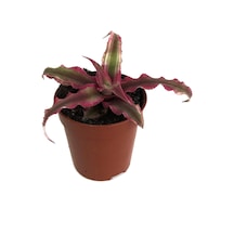 Cryptanthus Bivittatus 'Ruby' (Kaktüs) Ø5,5 CM Y0-10 CM