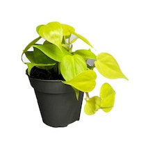 Philodendron Scandens Lemon 12 Cm Saksıda