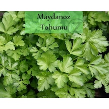 Maydanoz Tohumu 1 Paket Ekmeye Uygun Verimi Yüksek Paket Tohum Maydonoz Tohumu