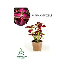 Yaprak Güzeli Kolyos Çiçeği Saksılı 15-25cm