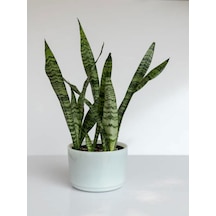 Videolu Kılıç Çiçeği Fidanı 30-50 Cm Saksılı Çiçekli Bodur Bitkiler Gladiolus