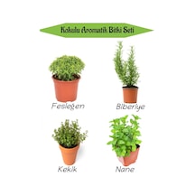 Aromatik Kokulu Mutfak Seti Fesleğen+biberiye+kekik+nane+ Fidesi 4 Adet