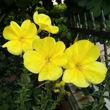 Fidanistanbul Ezan Çiçeği Sarı Renk Çiçek Tohumu 50 Adet