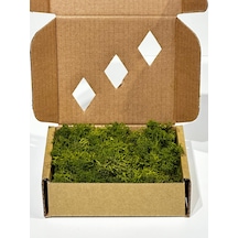 Reindermoss Şoklanmış Norveç Yosunu Terarium Yosunu Midium Green 100 Gr.