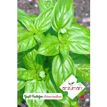 Arzuman İri Yapraklı Yeşil Fesleğen - Reyhan Tohumu 100 Adet
