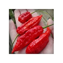 20 Adet Kırmızı Bhut Jolokia Biber Tohumu, Acı Seçim
