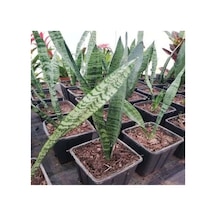 Sansevieria Paşa Kılıcı Hava Temizleyici Bitki Ev Ofis Bitkisi 10-20 Cm