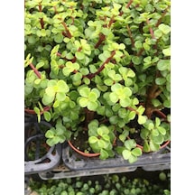 Yeşim Çiçeği 8,5 Saksıda 1 Adet 10-15cm Crassula