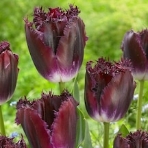 Purple Crystal Lale Soğanı 5 Adet