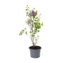 Leylak Fidanı Çiçeği Kokulu 30-50 Cm Bahçe Bitkisi