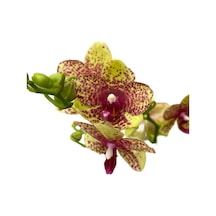 Phalaenopsis 'wild Geel' Sarı Orkide Ø12 Cm 45-50 Cm