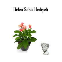 Kadınlar Gününe Özel Pembe Milii Dikenler Tacı Çiçeği Helen Saksı Hediyeli
