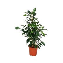 Salon Çiçek Seti Yeşil Benjamin 40-65cm -kauçuk 50-60cm -alacalı Benjamin Çiçeği 40-55cm