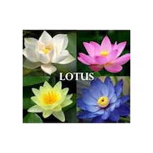 5 Adet Tohum Nadir Bulunan Karışık Renkli Lotus Çiçeği Tohumu