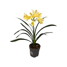 Clivia Miniata 'yellow' Klivya Çiçeği