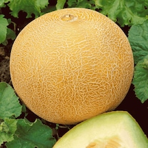 Ananas Kavun Tohumu 10 GR Paket