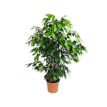 Ficus Benjamin  Daniella 90 - 100 CM